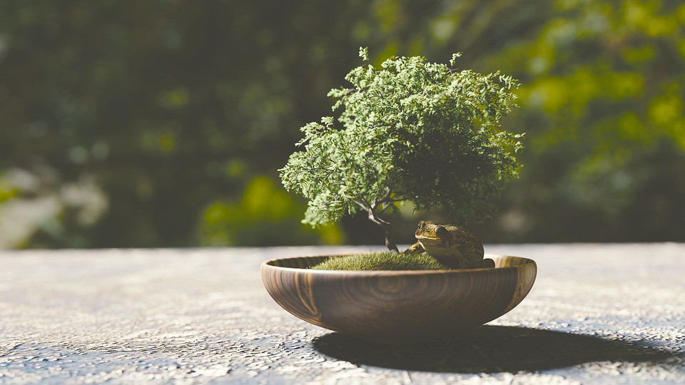 How to take Care of Your Bonsai Plants Effectively?
