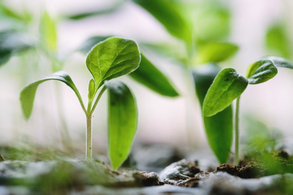 Baby Vegetables: How to Follow Trend in your Backyard?