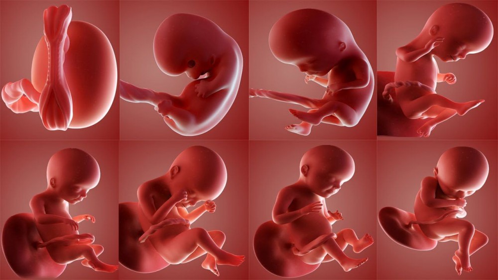 A Guide To The Stages Of Fetal Development