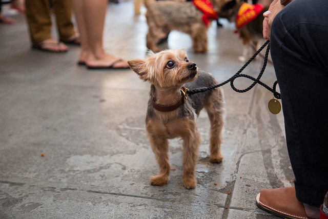 Benefits of Becoming a Rover Pet Sitter